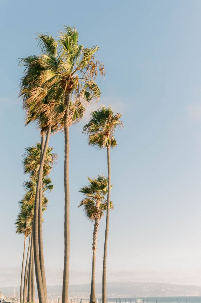 Palm trees at the beach against a beautiful blue sky.