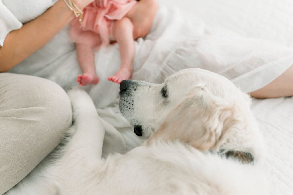 A dog laying on the bed with a baby.