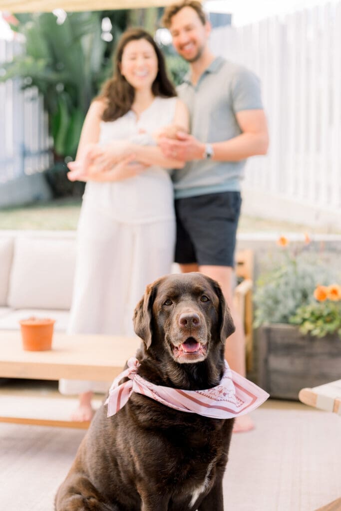 A dog outside with its owners while taking newborn photos in the South Bay.