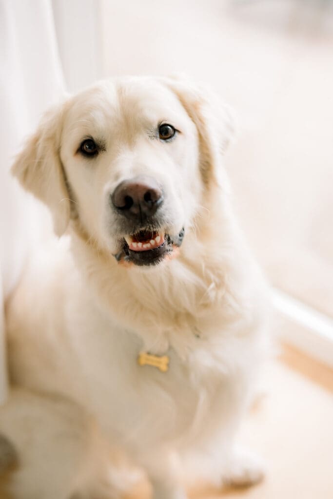 A beautiful dog looking right at the camera.
