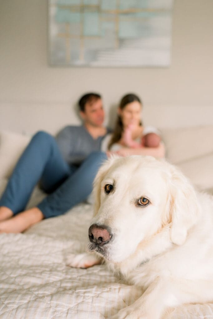 A South Bay in home newborn session with a dog.